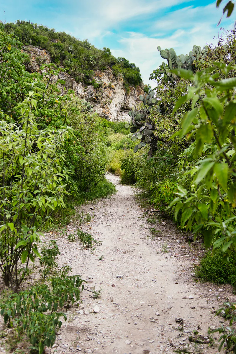 A narrow hiking trail through cactus and dense Mexican vegetation.