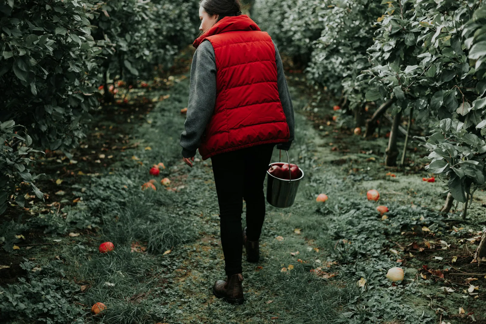 A seasonal worker carrying a harvest bucket through an orchard.